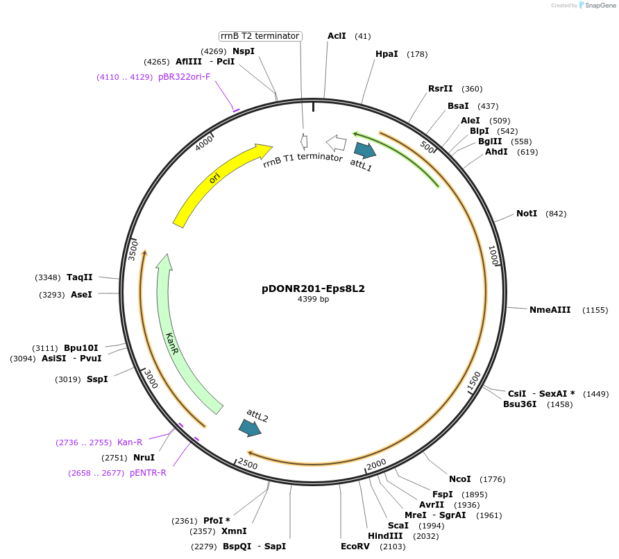 196526-plasmid-map-sequence-id-385552