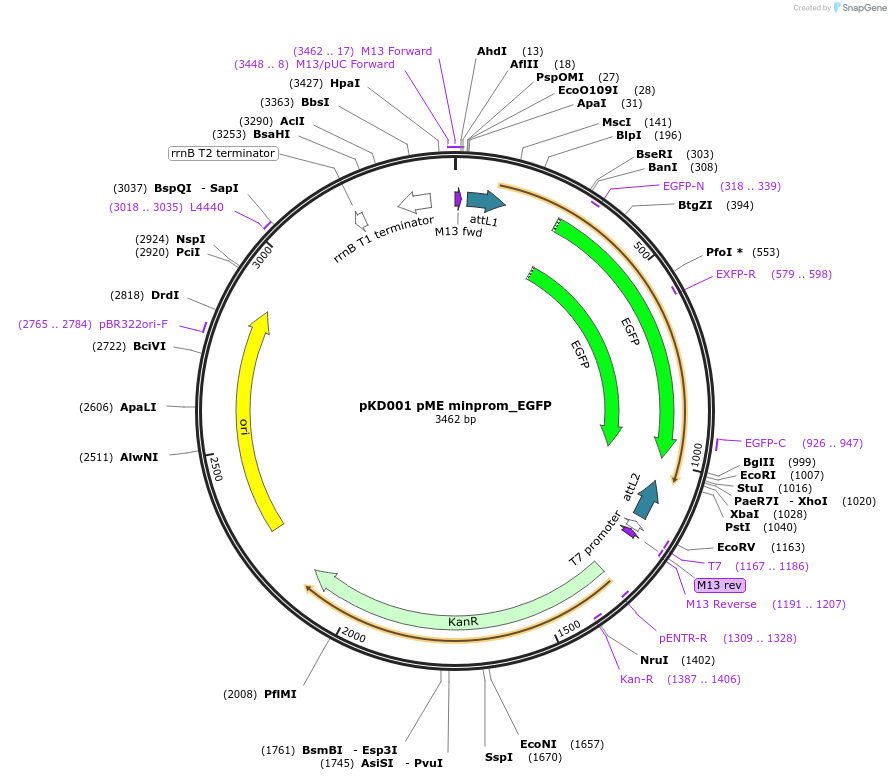 195955-plasmid-map-sequence-id-385574