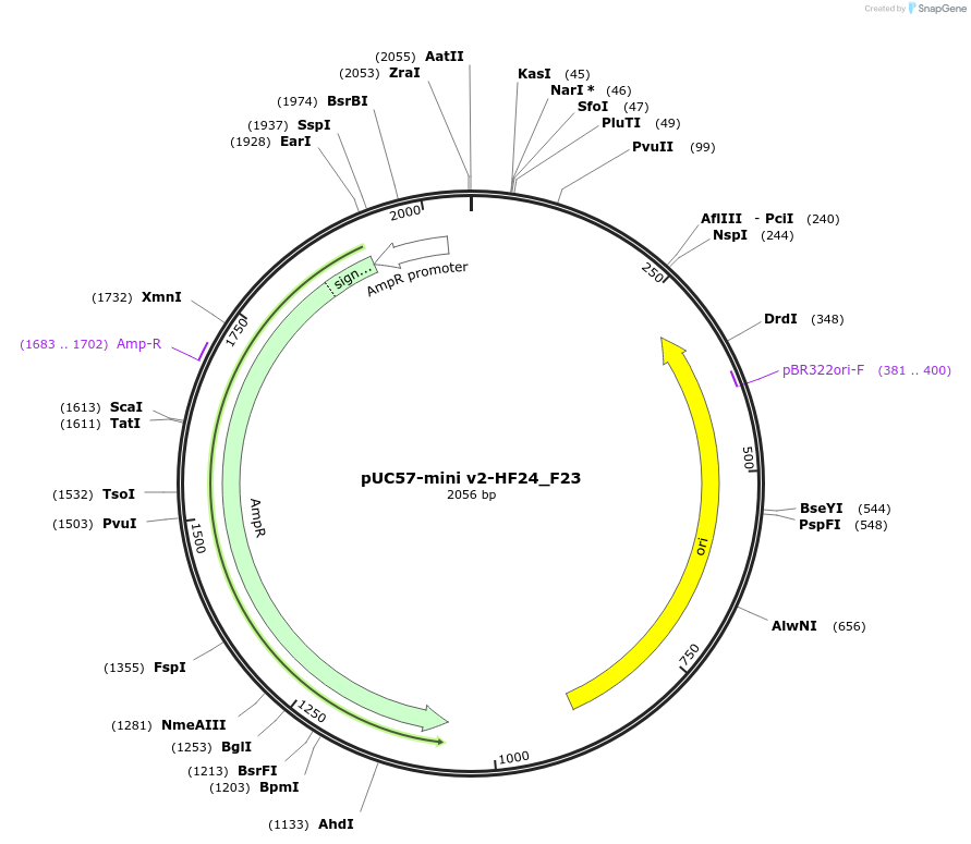 195737-plasmid-map-sequence-id-385577