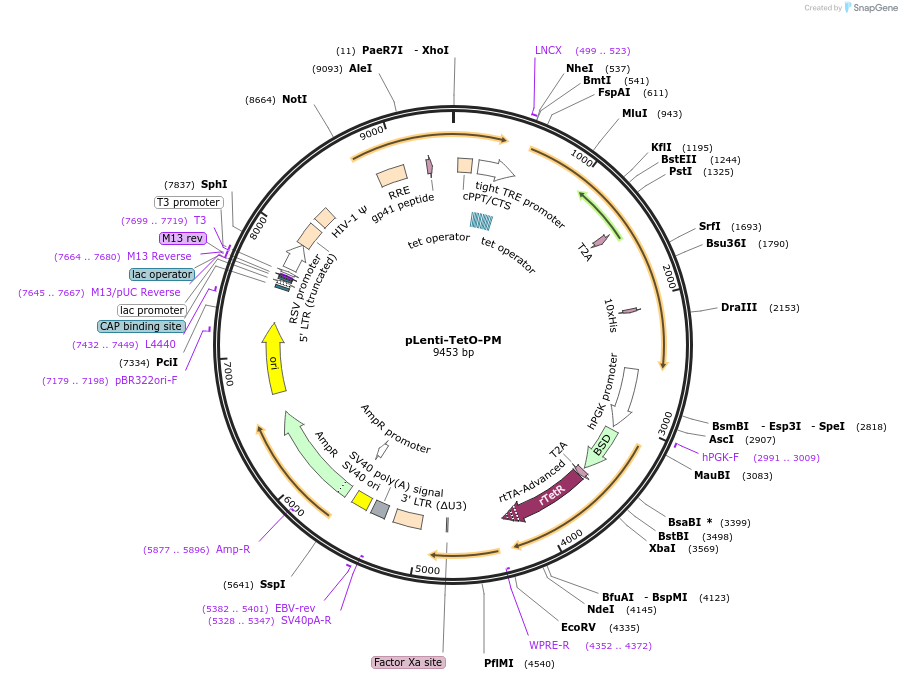 197387-plasmid-map-sequence-id-385579