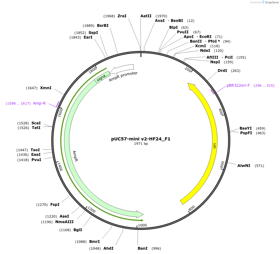 195715-plasmid-map-sequence-id-385580