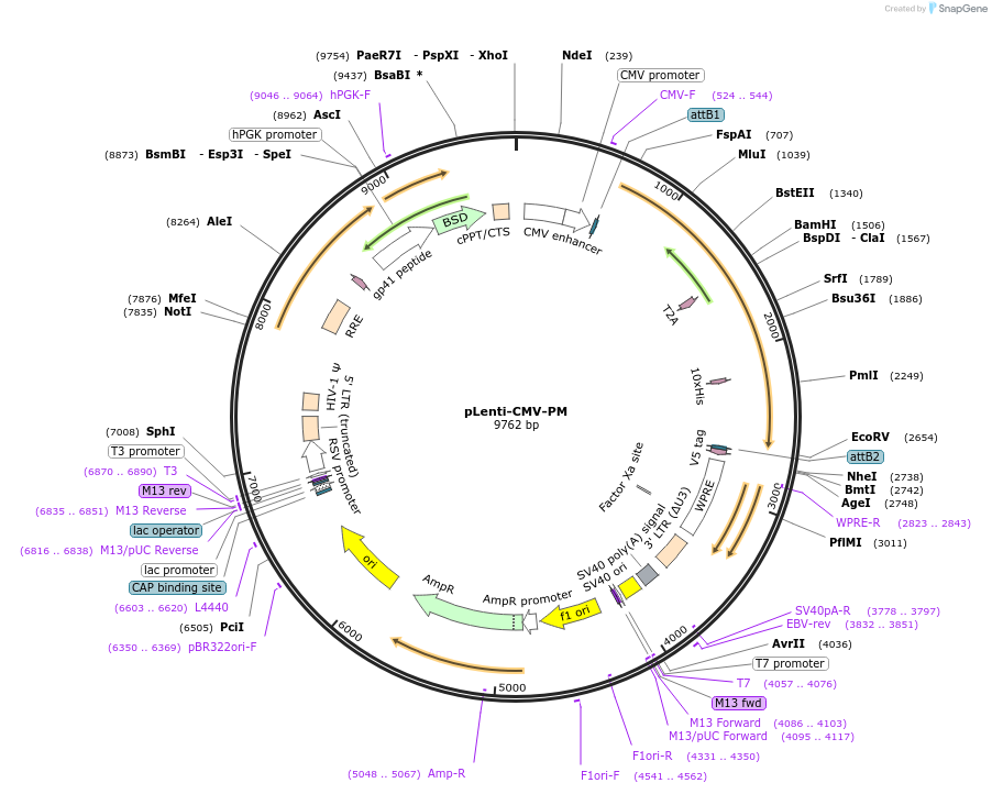 197386-plasmid-map-sequence-id-385581