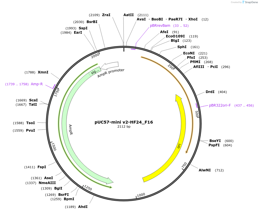 195730-plasmid-map-sequence-id-385583