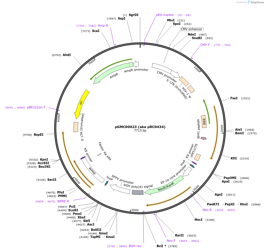 195309-plasmid-map-sequence-id-385585