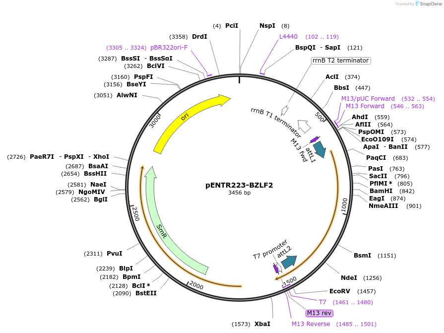 195784-plasmid-map-sequence-id-385587