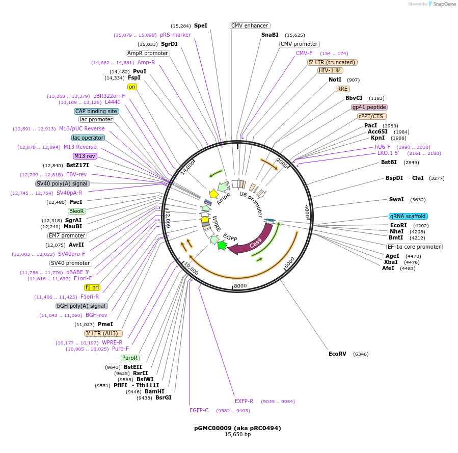 195294-plasmid-map-sequence-id-385588