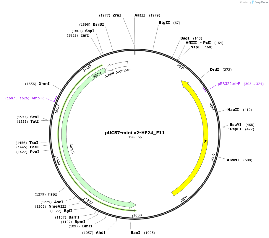 195725-plasmid-map-sequence-id-385589