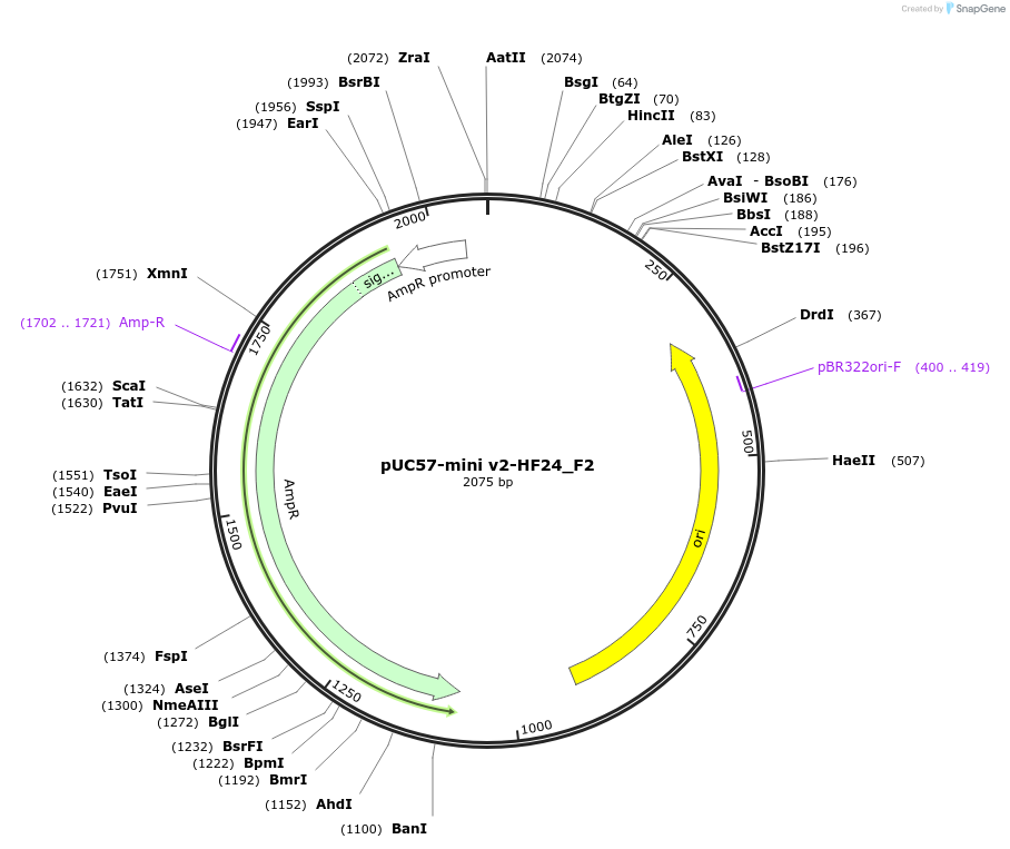 195716-plasmid-map-sequence-id-385591