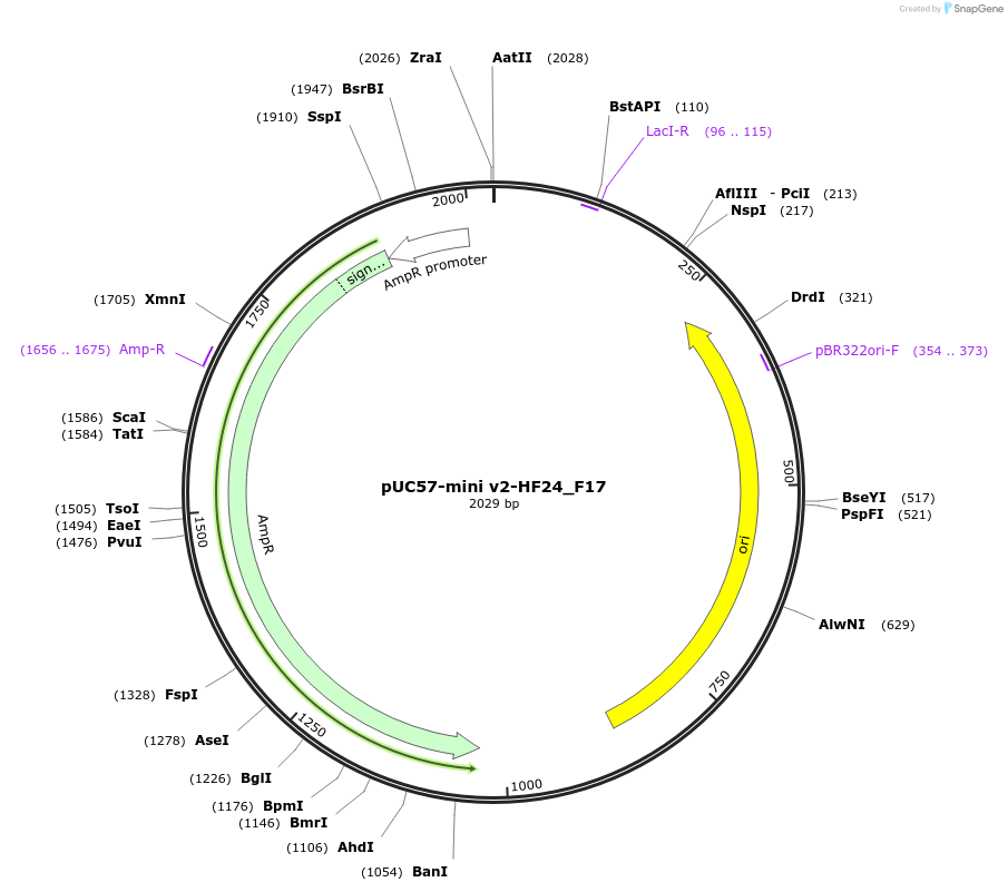 195731-plasmid-map-sequence-id-385593