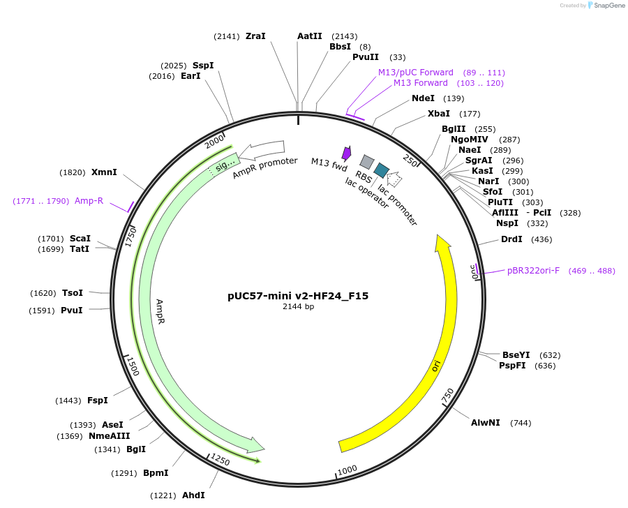 195729-plasmid-map-sequence-id-385594