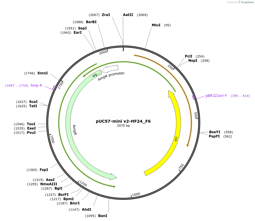195720-plasmid-map-sequence-id-385595