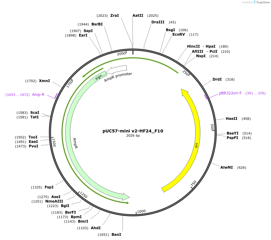 195724-plasmid-map-sequence-id-385596