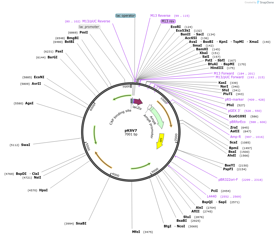 26686-plasmid-map-sequence-id-385598