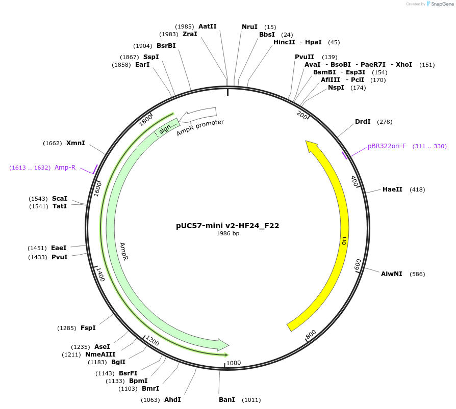 195736-plasmid-map-sequence-id-385599
