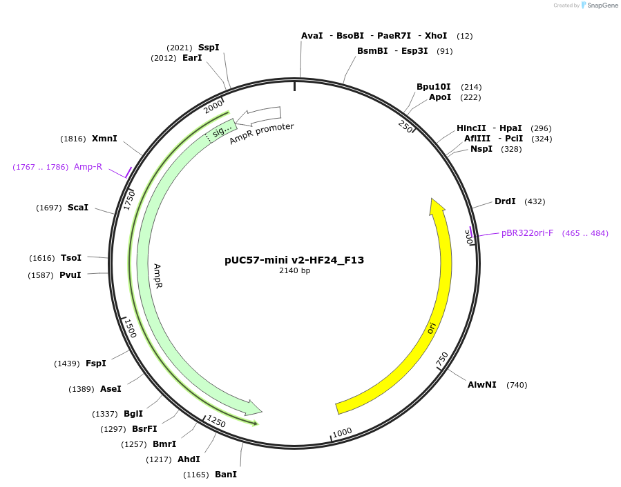 195727-plasmid-map-sequence-id-385601