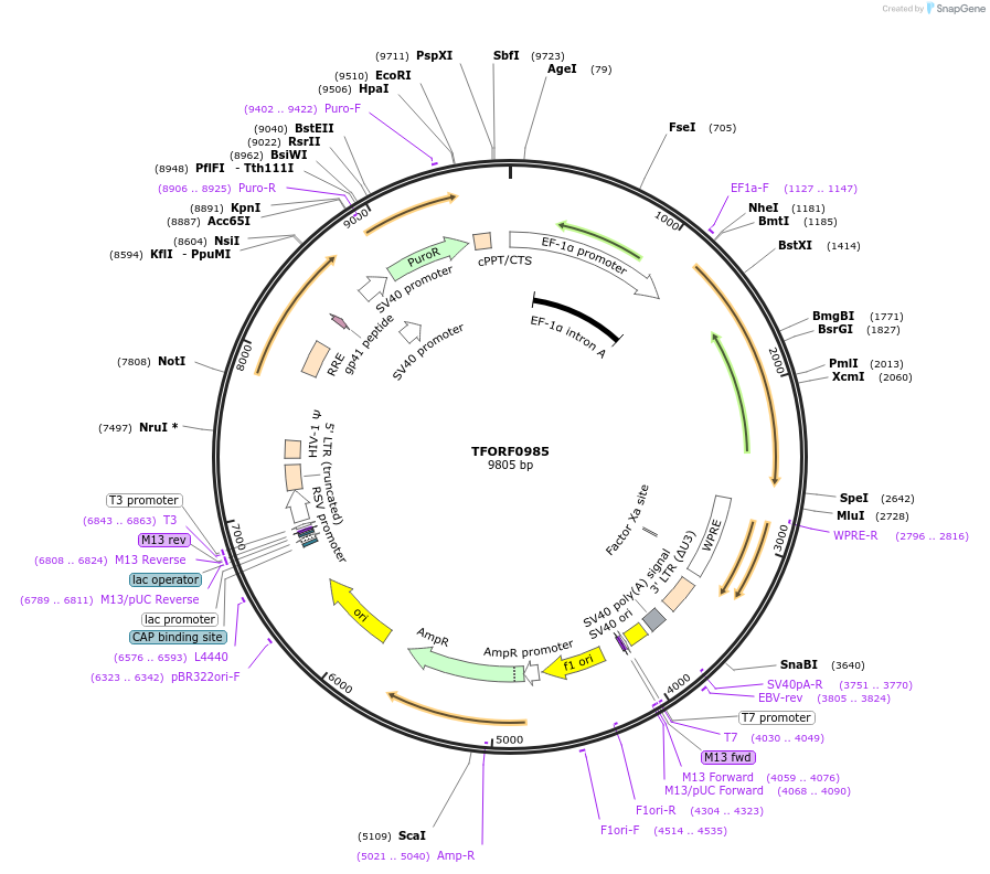 142249-plasmid-map-sequence-id-385602