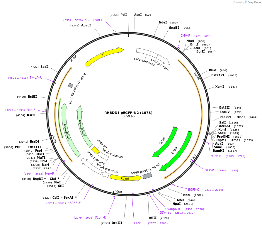 62028-plasmid-map-sequence-id-385662