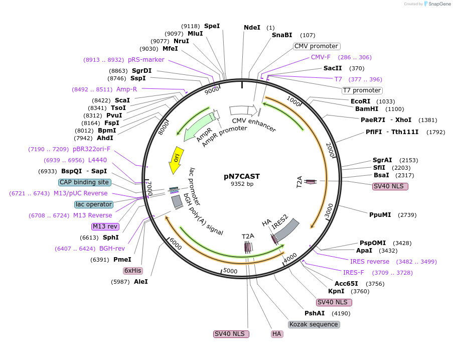 190661-plasmid-map-sequence-id-385667