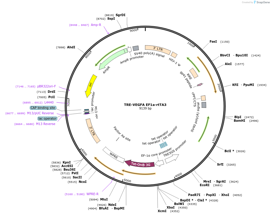 195881-plasmid-map-sequence-id-385685