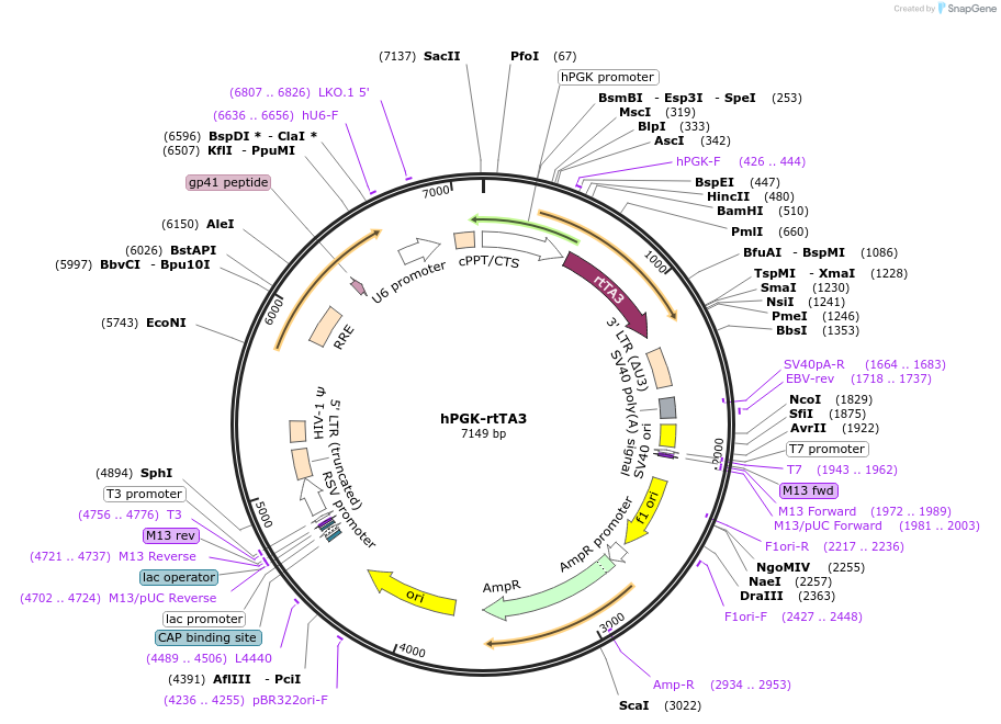 195883-plasmid-map-sequence-id-385687