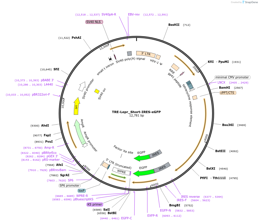 196935-plasmid-map-sequence-id-385702