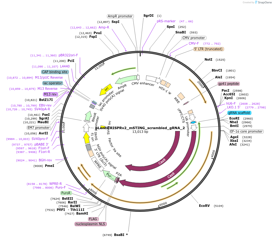 196628-plasmid-map-sequence-id-385703