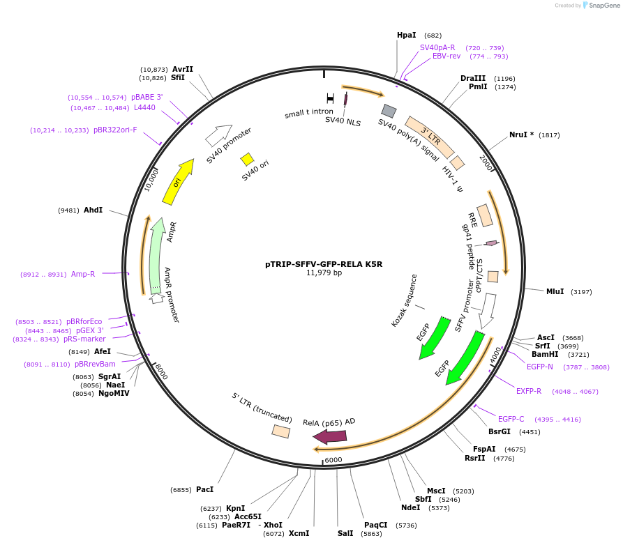 196631-plasmid-map-sequence-id-385707