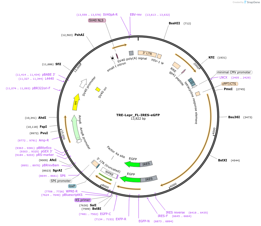 196635-plasmid-map-sequence-id-385721