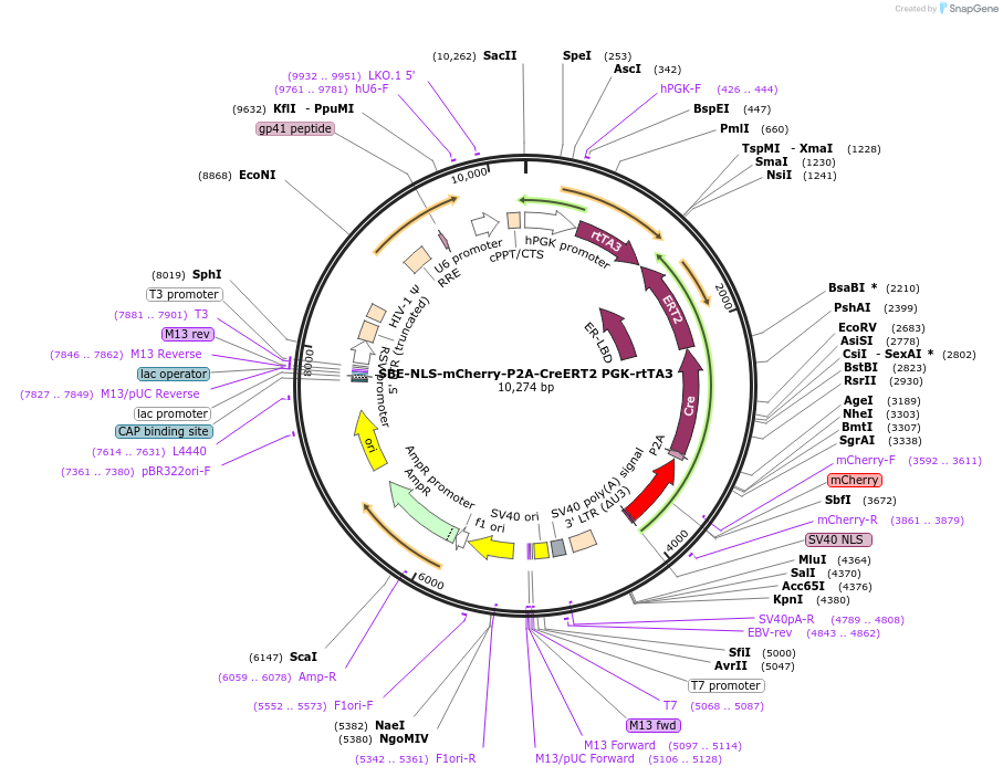 196936-plasmid-map-sequence-id-385723