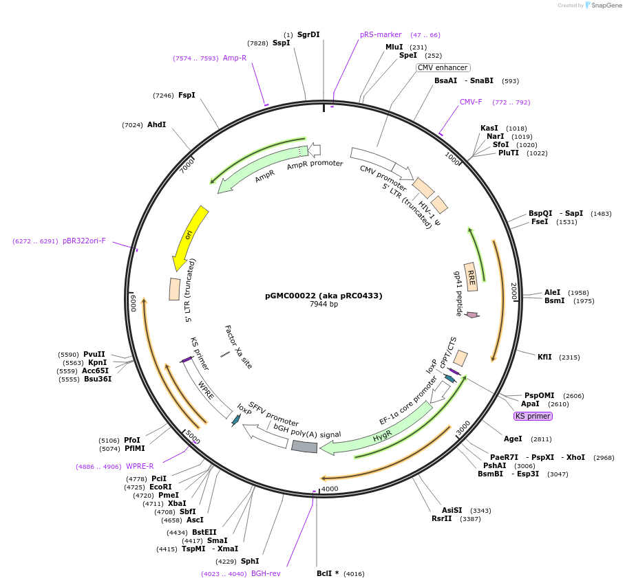 195321-plasmid-map-sequence-id-385749