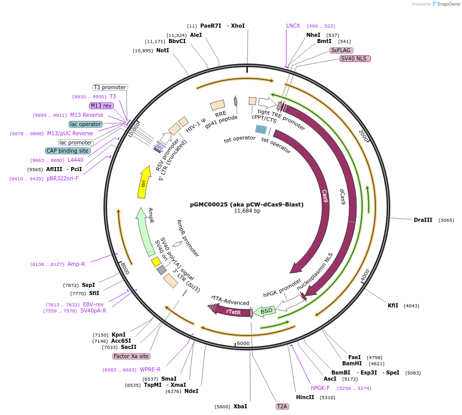 195316-plasmid-map-sequence-id-385750