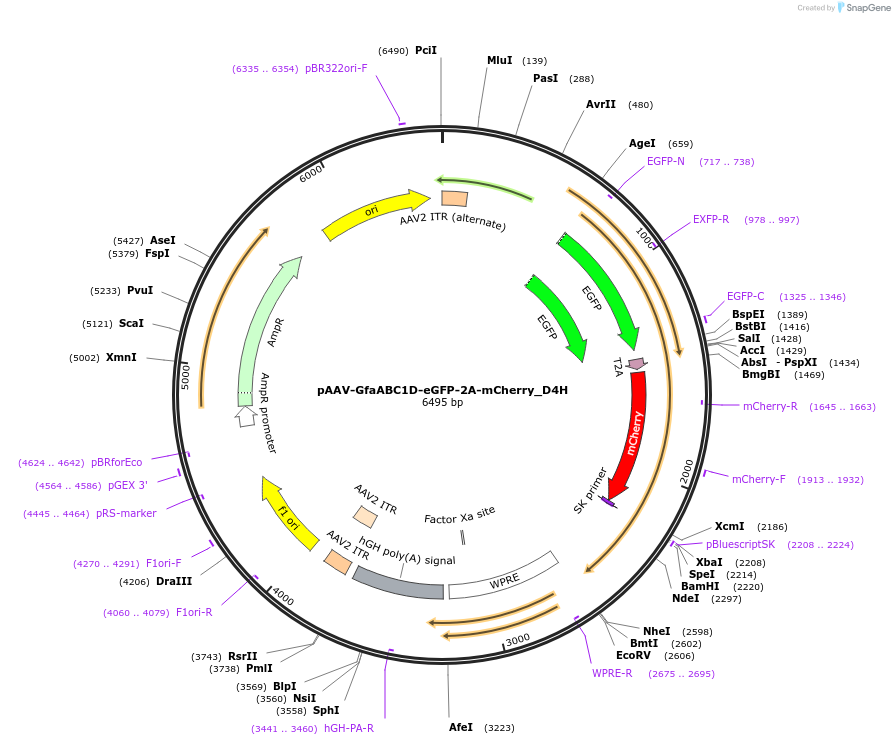 194878-plasmid-map-sequence-id-385751