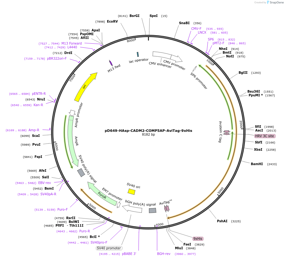 157348-plasmid-map-sequence-id-385762