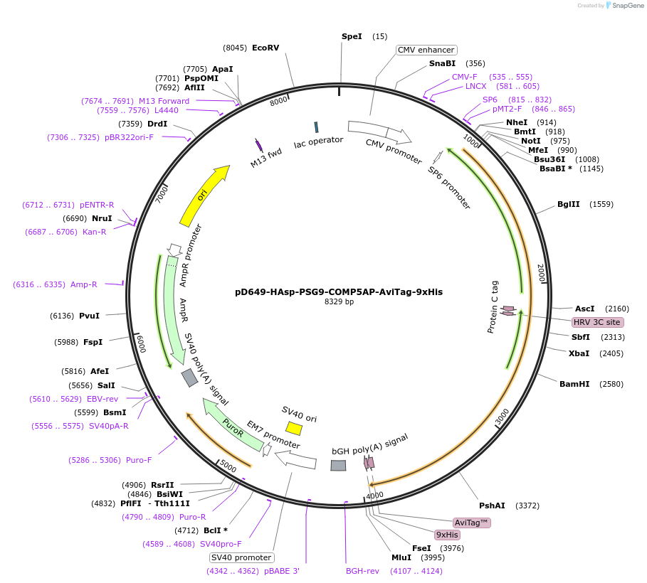 157388-plasmid-map-sequence-id-385764