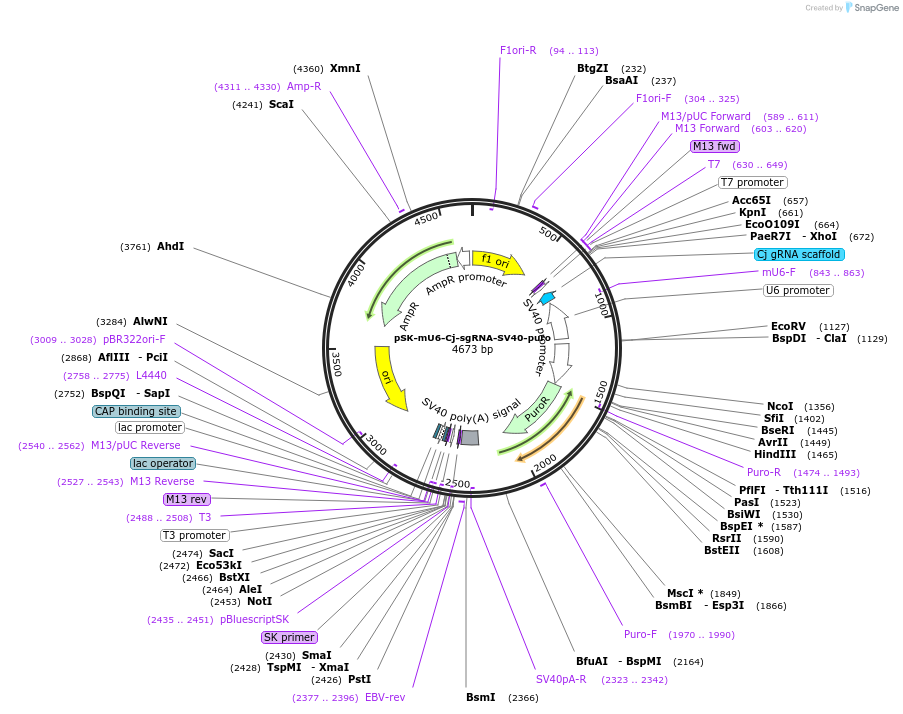 192128-plasmid-map-sequence-id-385765