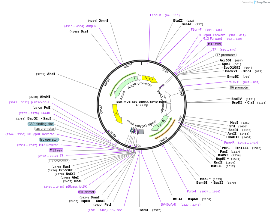 192130-plasmid-map-sequence-id-385767