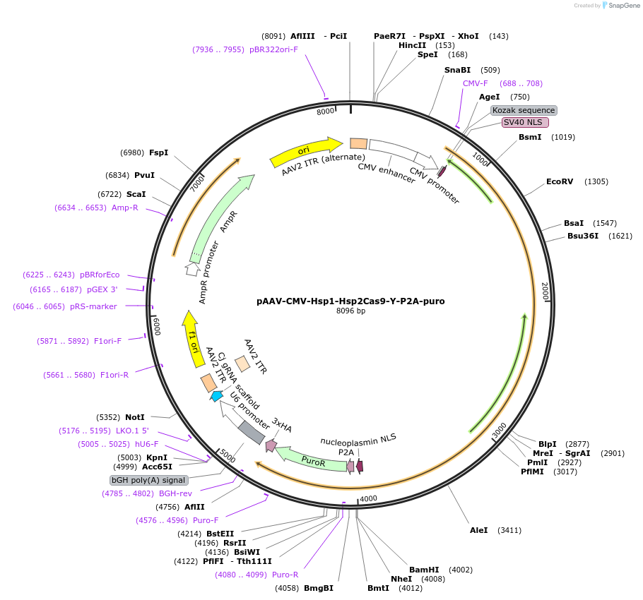 192132-plasmid-map-sequence-id-385770