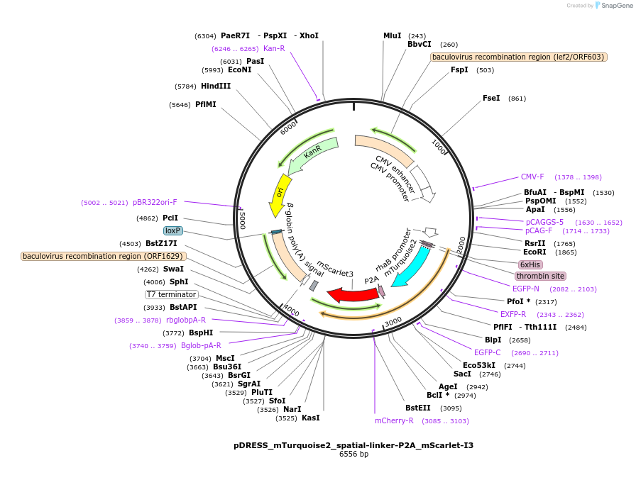 189755-plasmid-map-sequence-id-385774