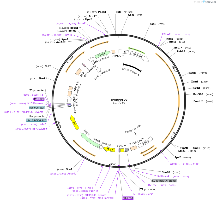 143036-plasmid-map-sequence-id-385778