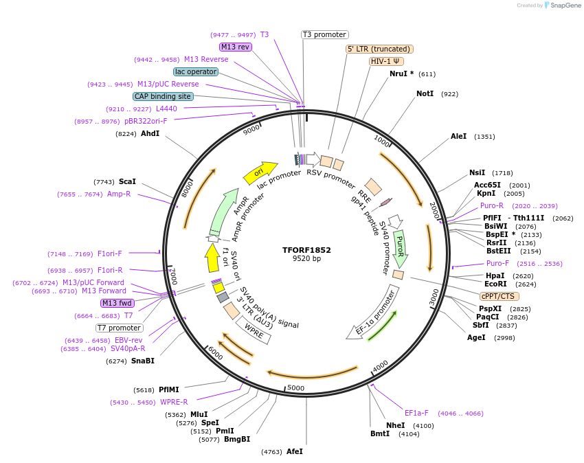 143854-plasmid-map-sequence-id-385786