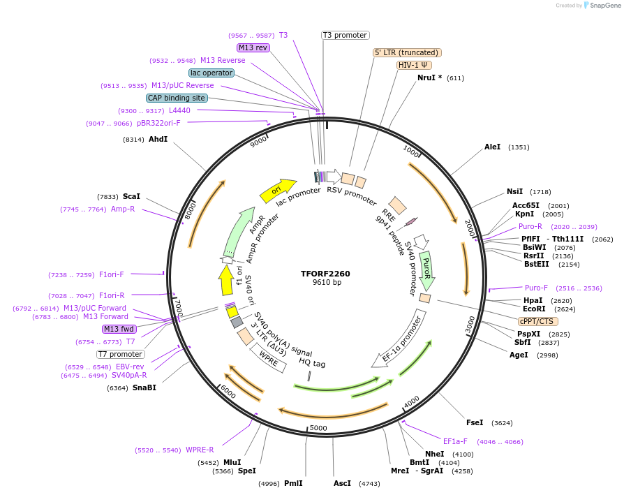 141998-plasmid-map-sequence-id-385789