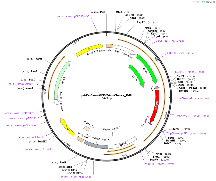 194875-plasmid-map-sequence-id-385790