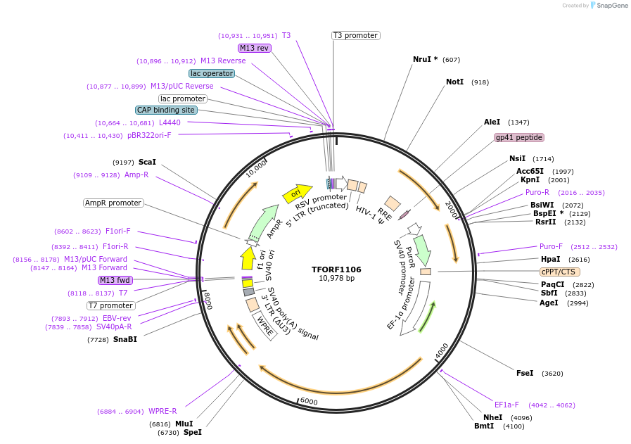 143762-plasmid-map-sequence-id-385793