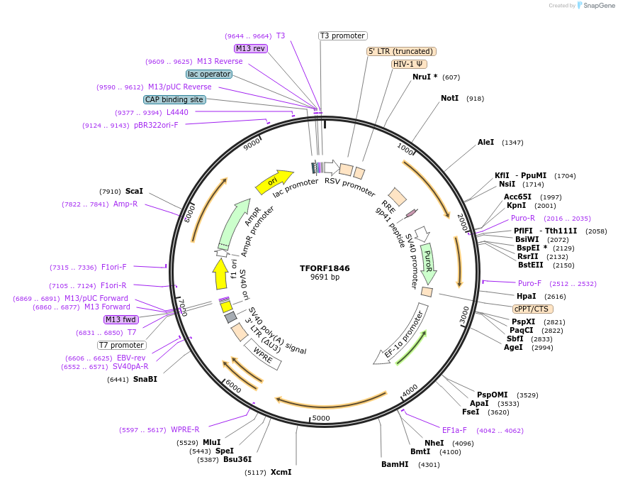 142867-plasmid-map-sequence-id-385797