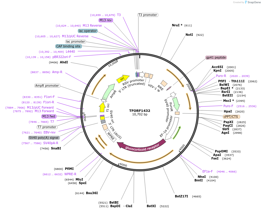 143497-plasmid-map-sequence-id-385798