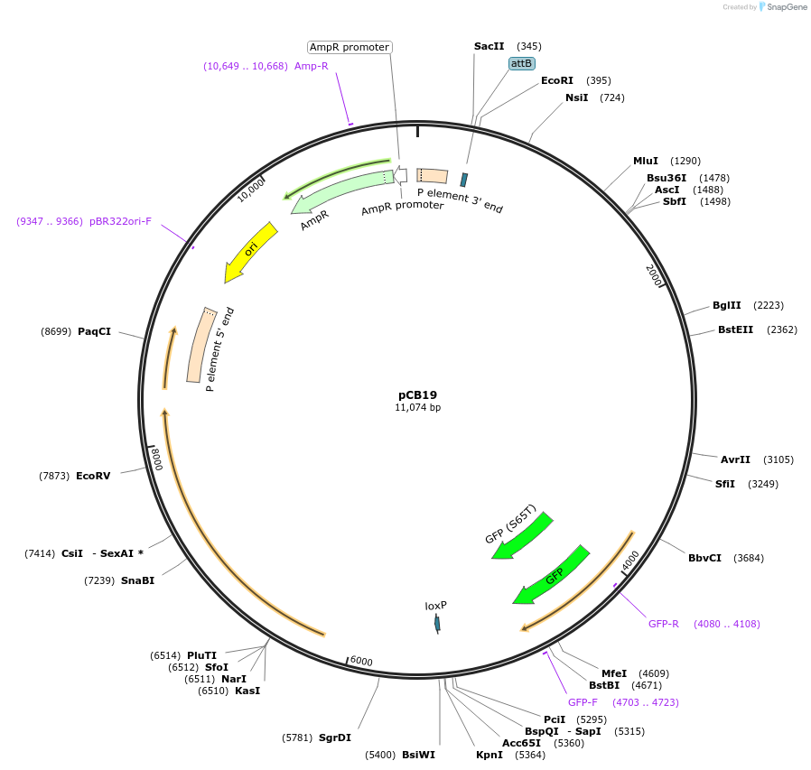 194757-plasmid-map-sequence-id-385799