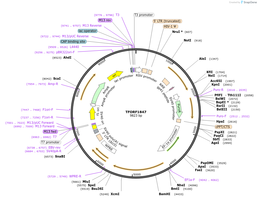 142868-plasmid-map-sequence-id-385800