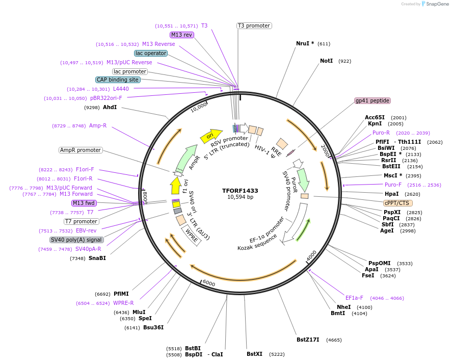 143498-plasmid-map-sequence-id-385801