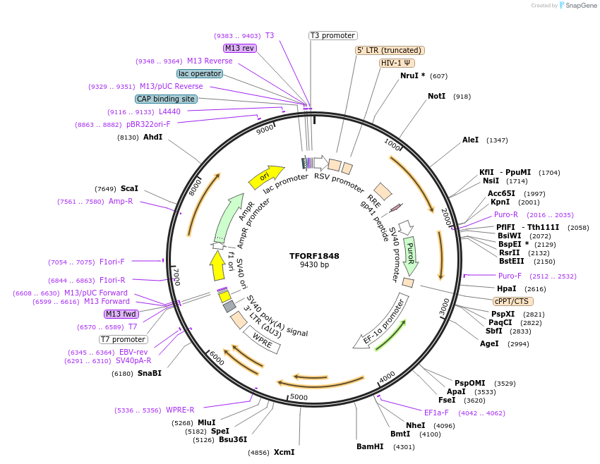 142869-plasmid-map-sequence-id-385803