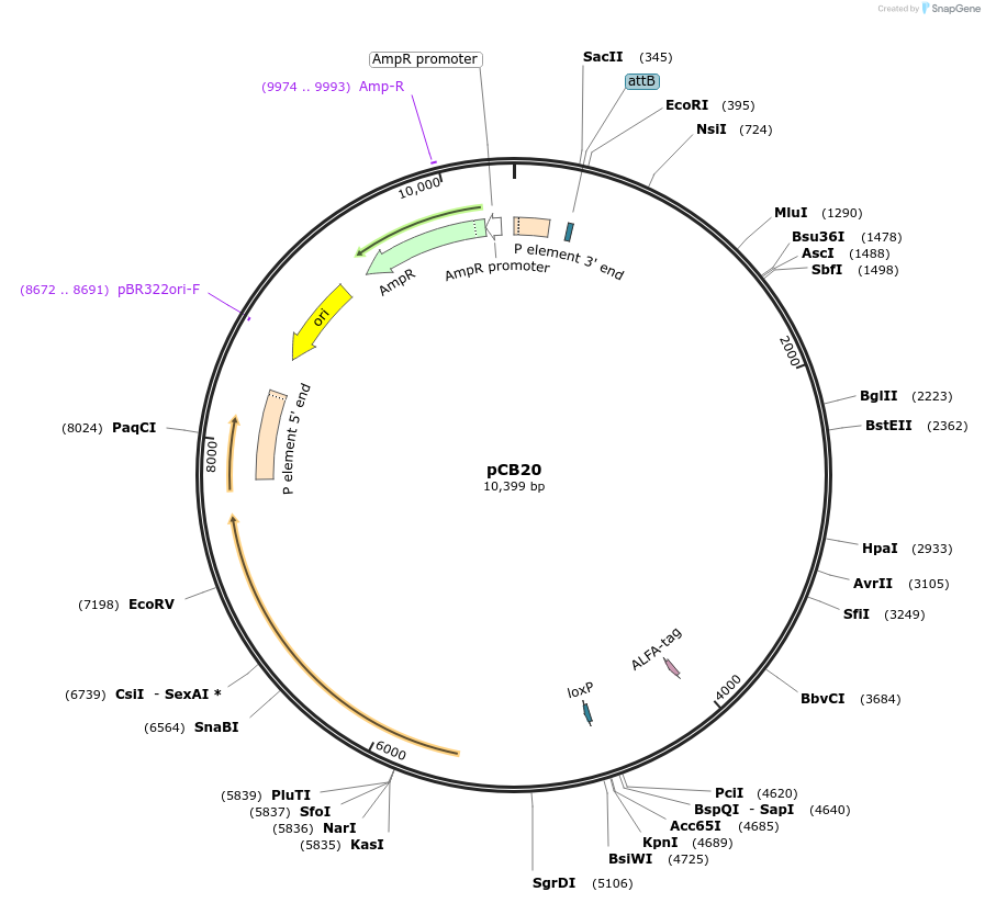 194758-plasmid-map-sequence-id-385804